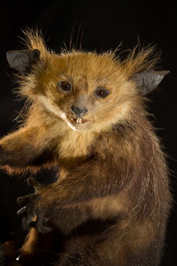 Media type: image;   Mammalogy 14647